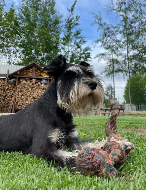 Зоогостиница