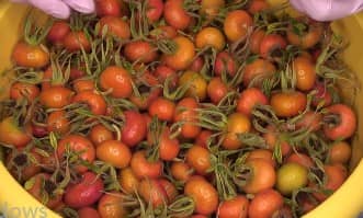 Приготовление варенья из шиповника на зиму: шаг 1