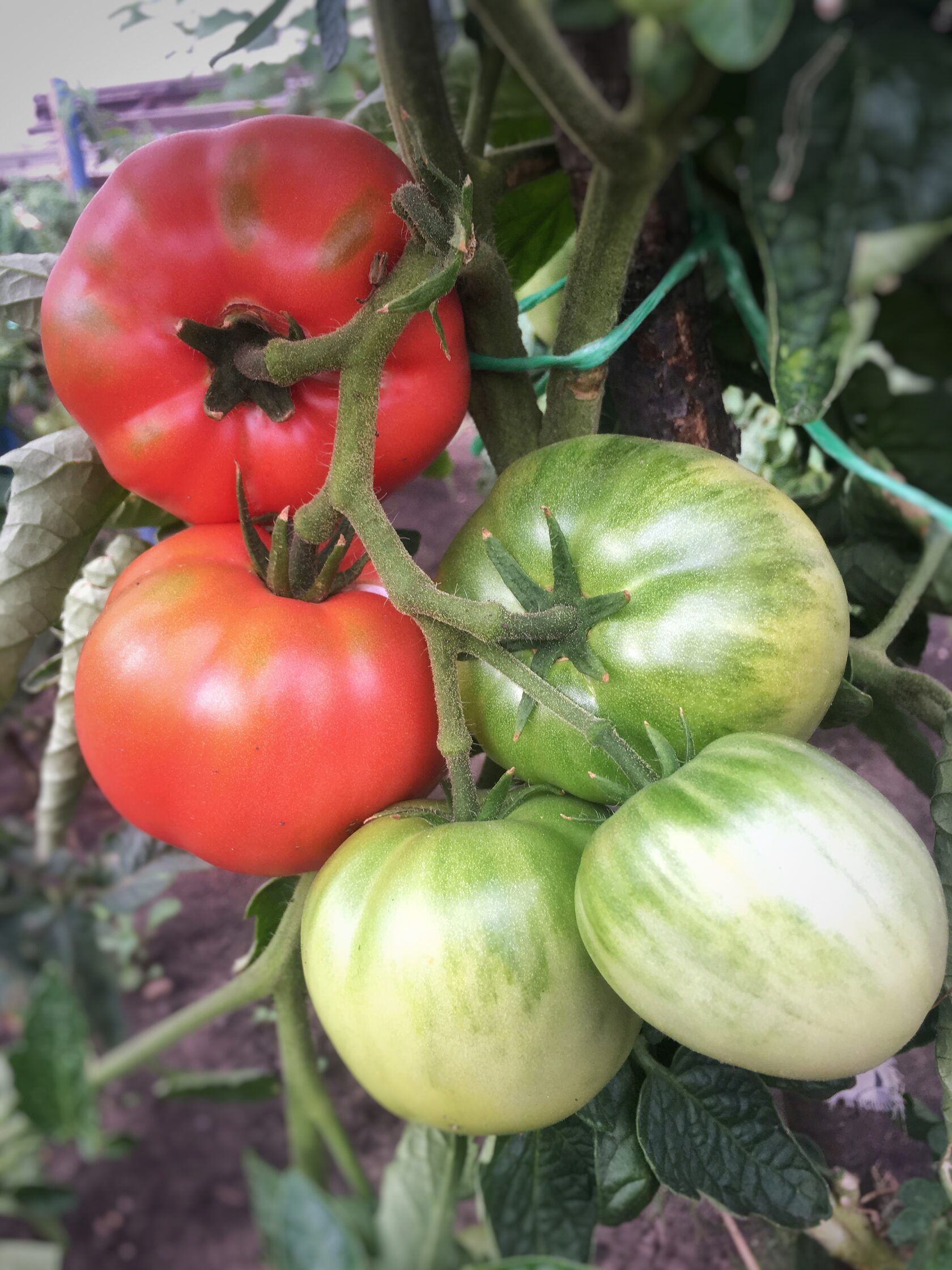 Сорта томатов колхозница
