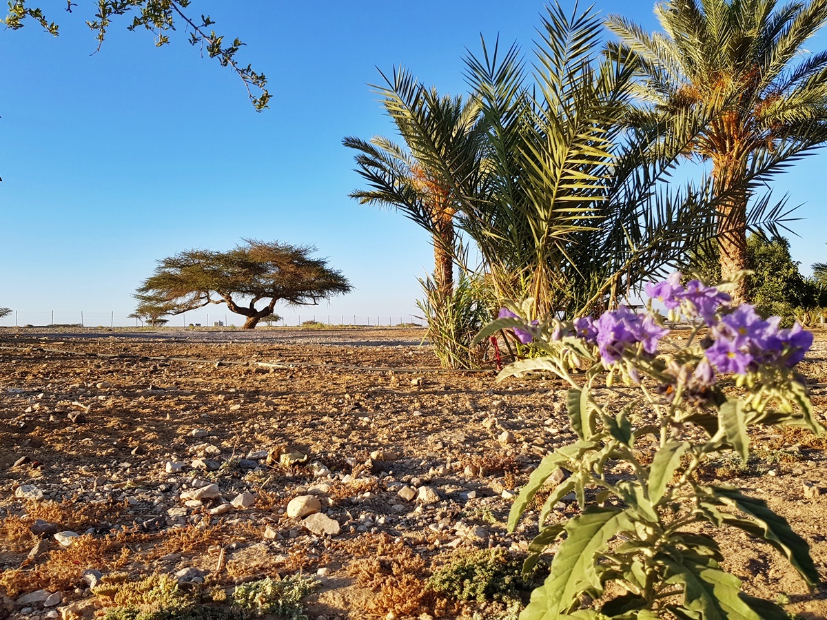 В пустыне Арава, Юг Израиля. Блог Вкусный Израиль.