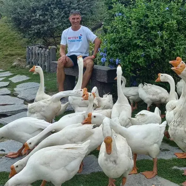 Мужчина на скамейке среди гусей