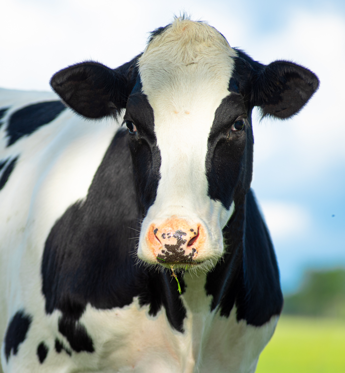 Файл:Cow female black white.jpg - Вікіпедія