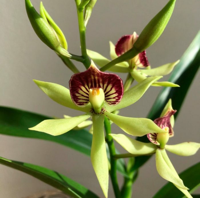 Размножение орхидей: раскрываем секреты простых способов