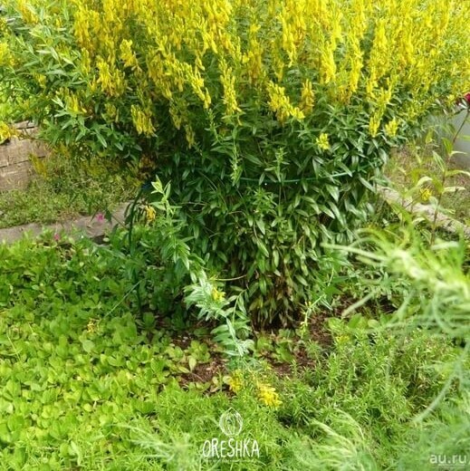 Seeds of Woodwaxen (Genista tinctoria) — 20 pcs