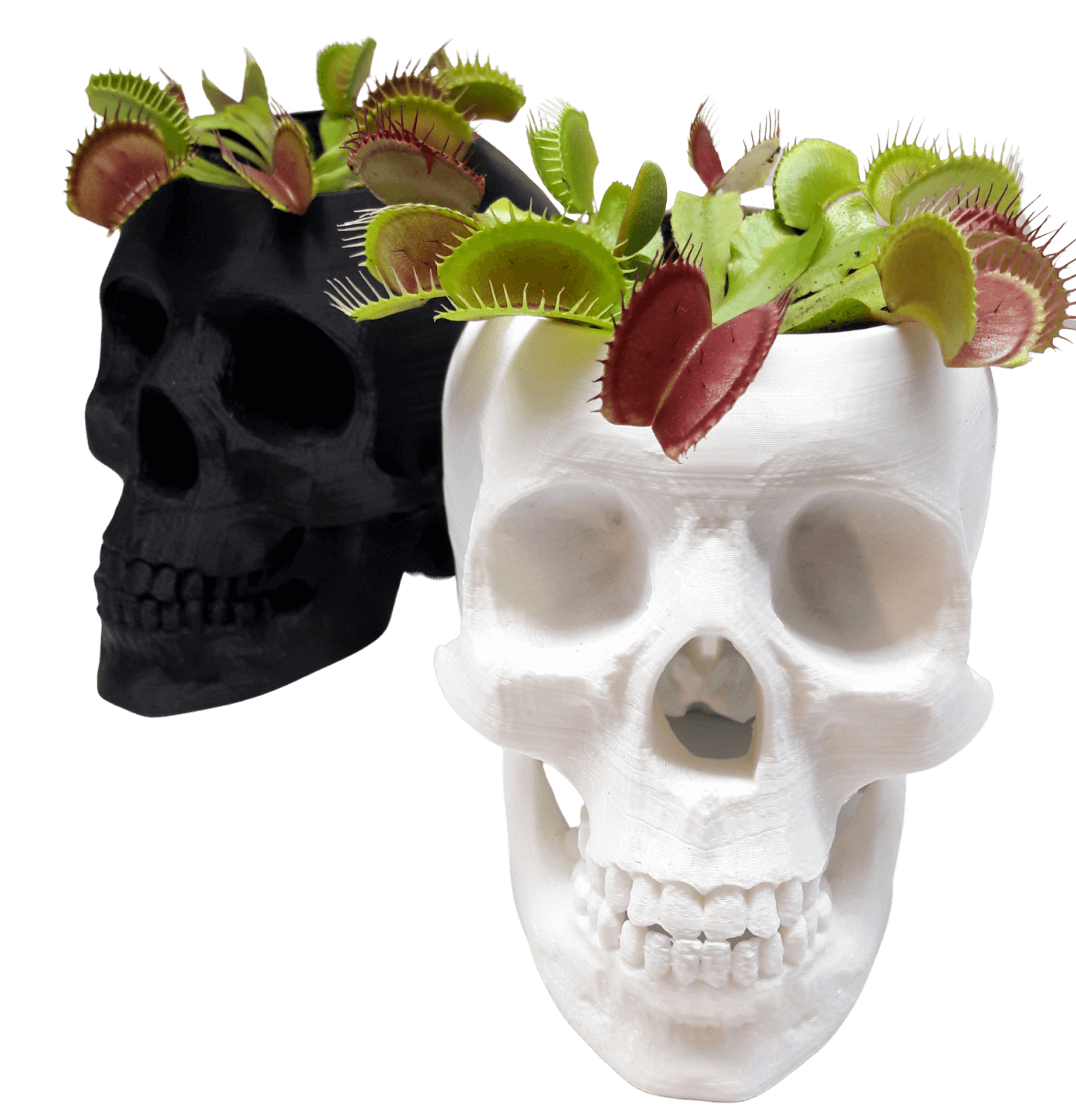 Венерина мухоловка в горшке череп 