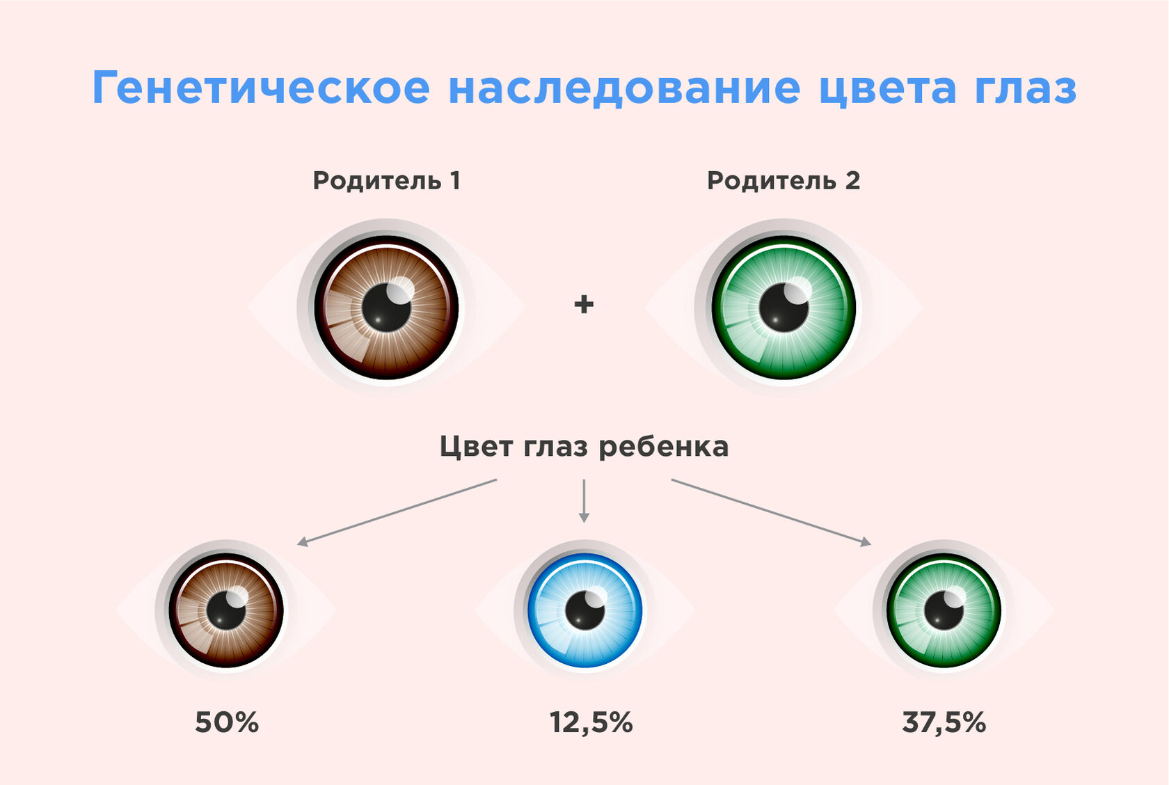 Модификационная изменчивость — Википедия