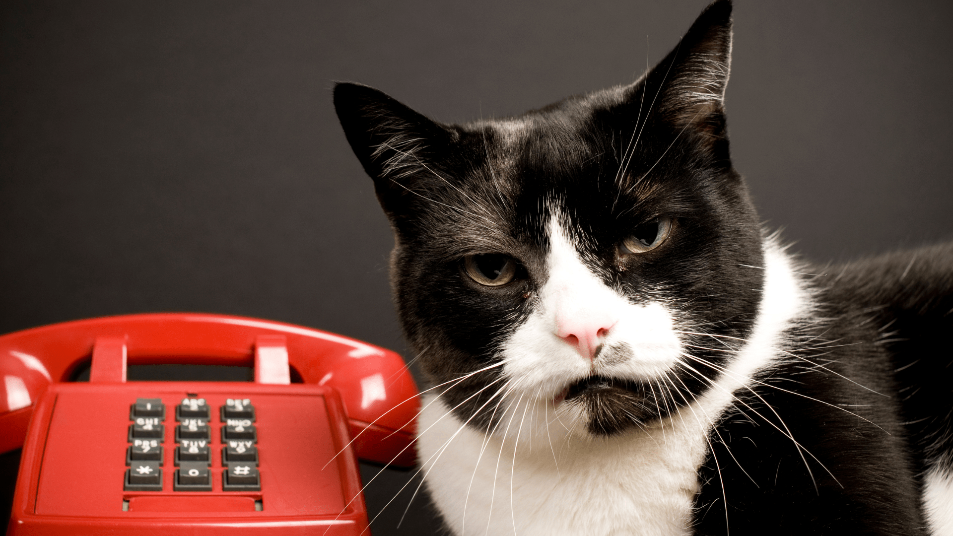 Приколы по телефону слушать. Кошка с мобильником. Кошка с телефоном. Кошка с телефонной трубкой.