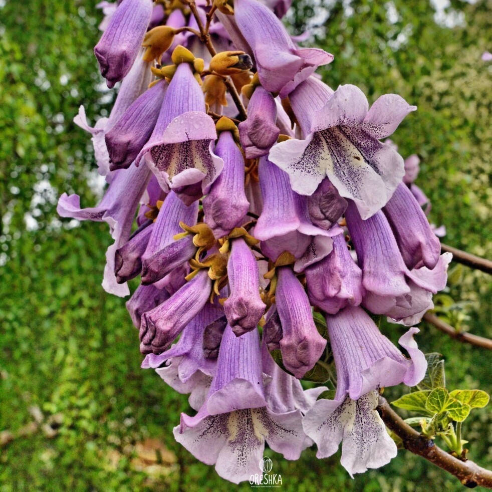 Seeds of Paulownia hybrid - 5000 pcs