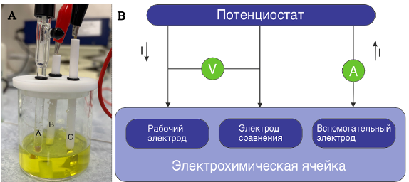 Схема биосенсора