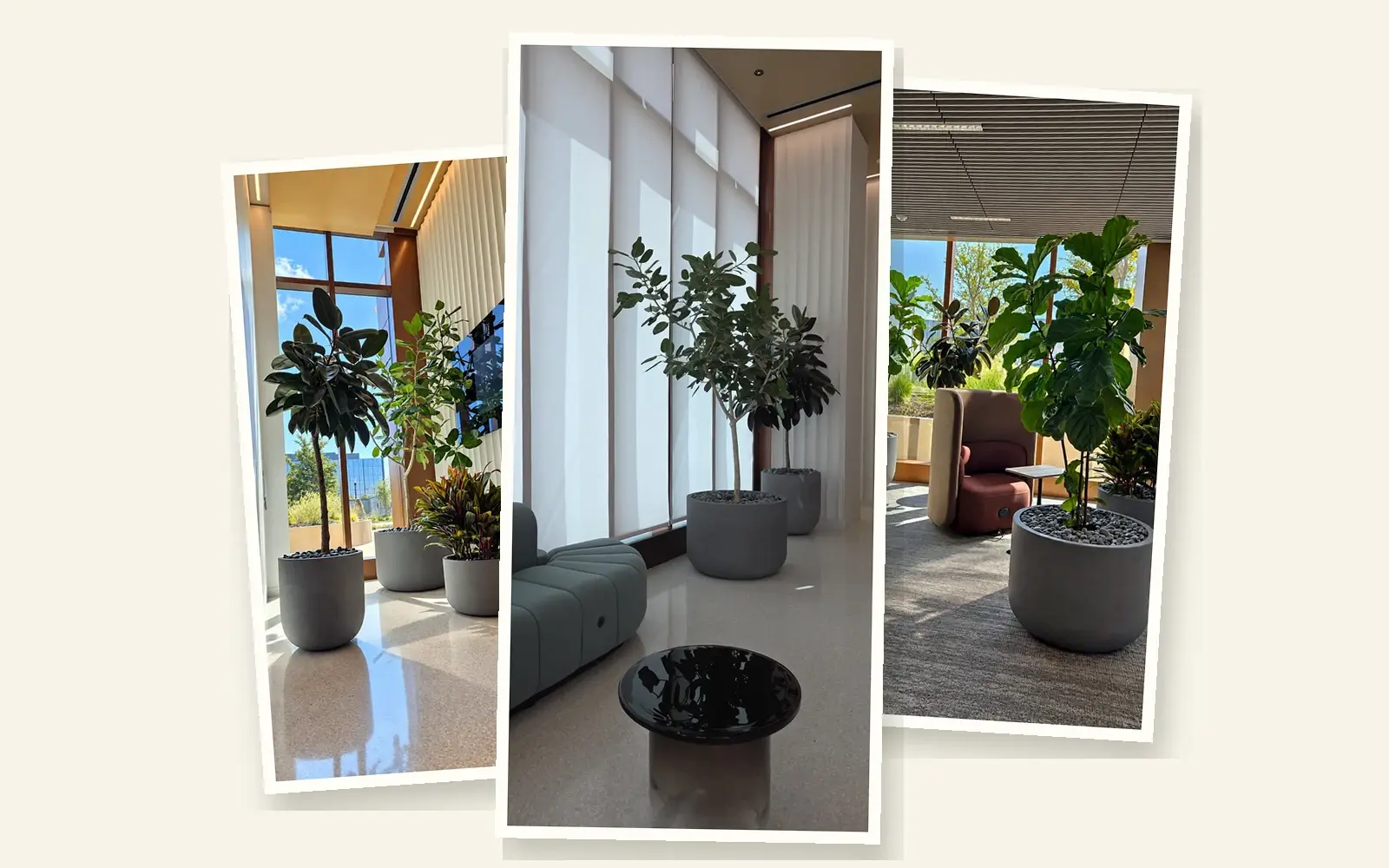 Ficus and rubber tree plantings at Bristol Myers Squibb's San Diego research hub