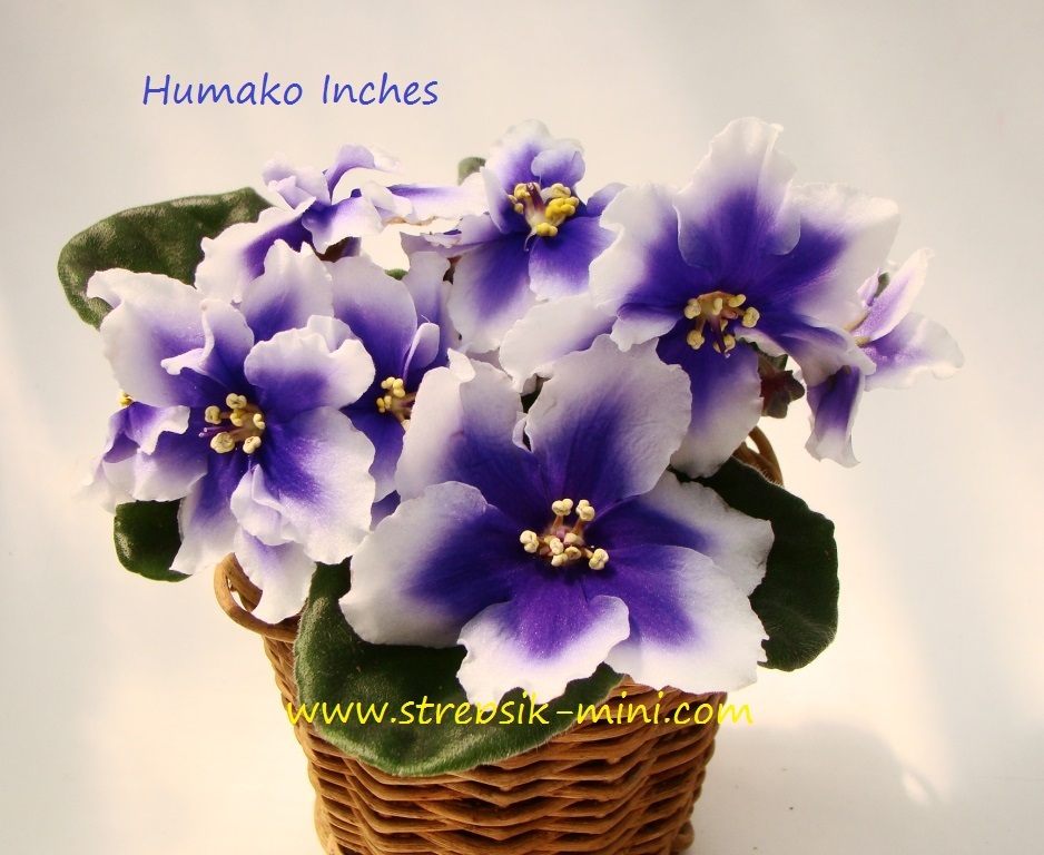 Humako inches фиалка фото