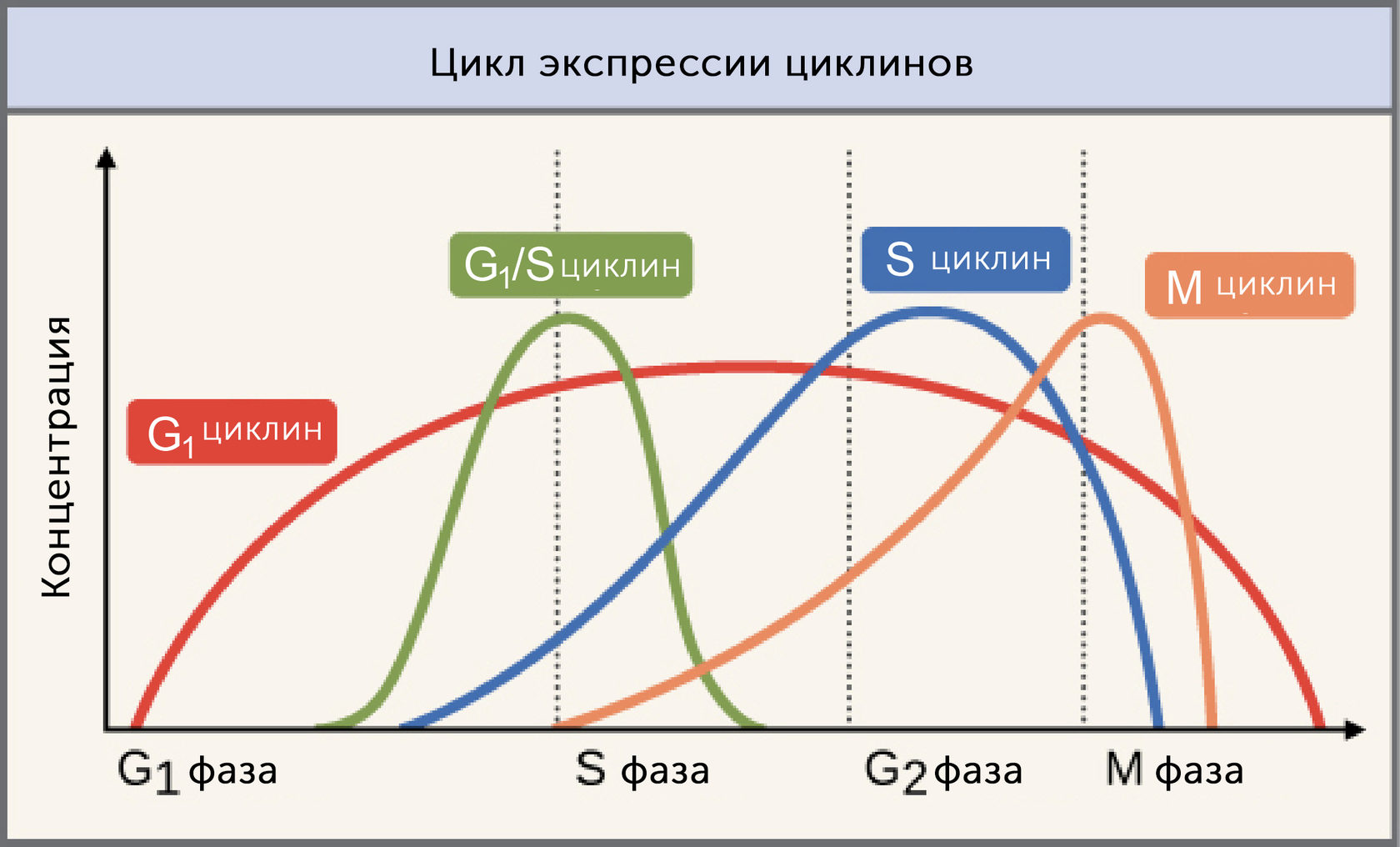 Этап клеточного цикла картинки