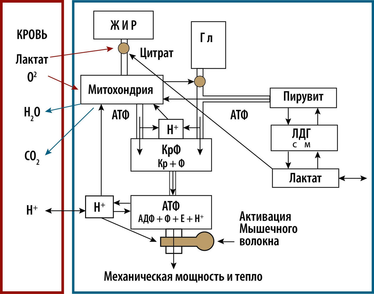 Биоэнергетика мышечной деятельности