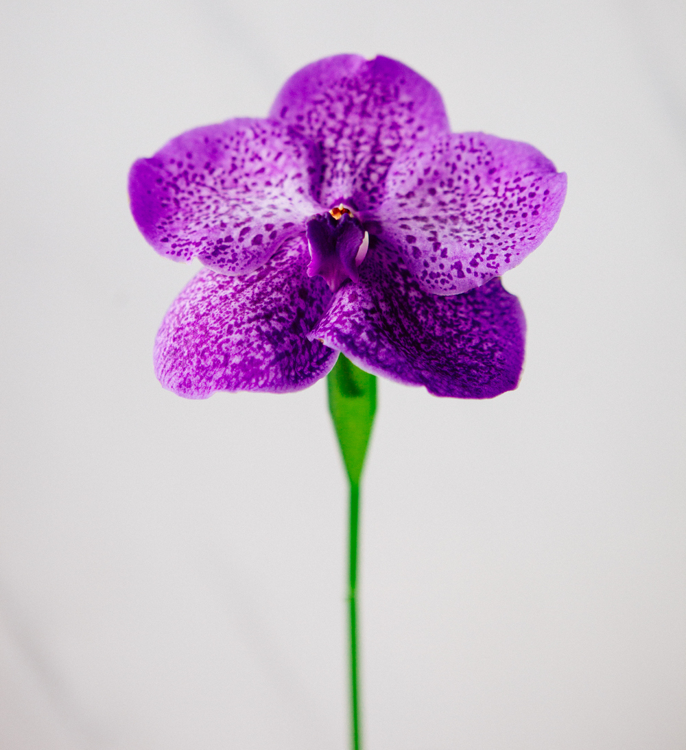 Прозрачная фласка для орхидеи: как выращивать и пересадить цветок из колбы? Плюсы и минусы