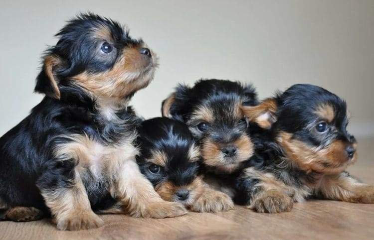 щенки йоркширского терьера