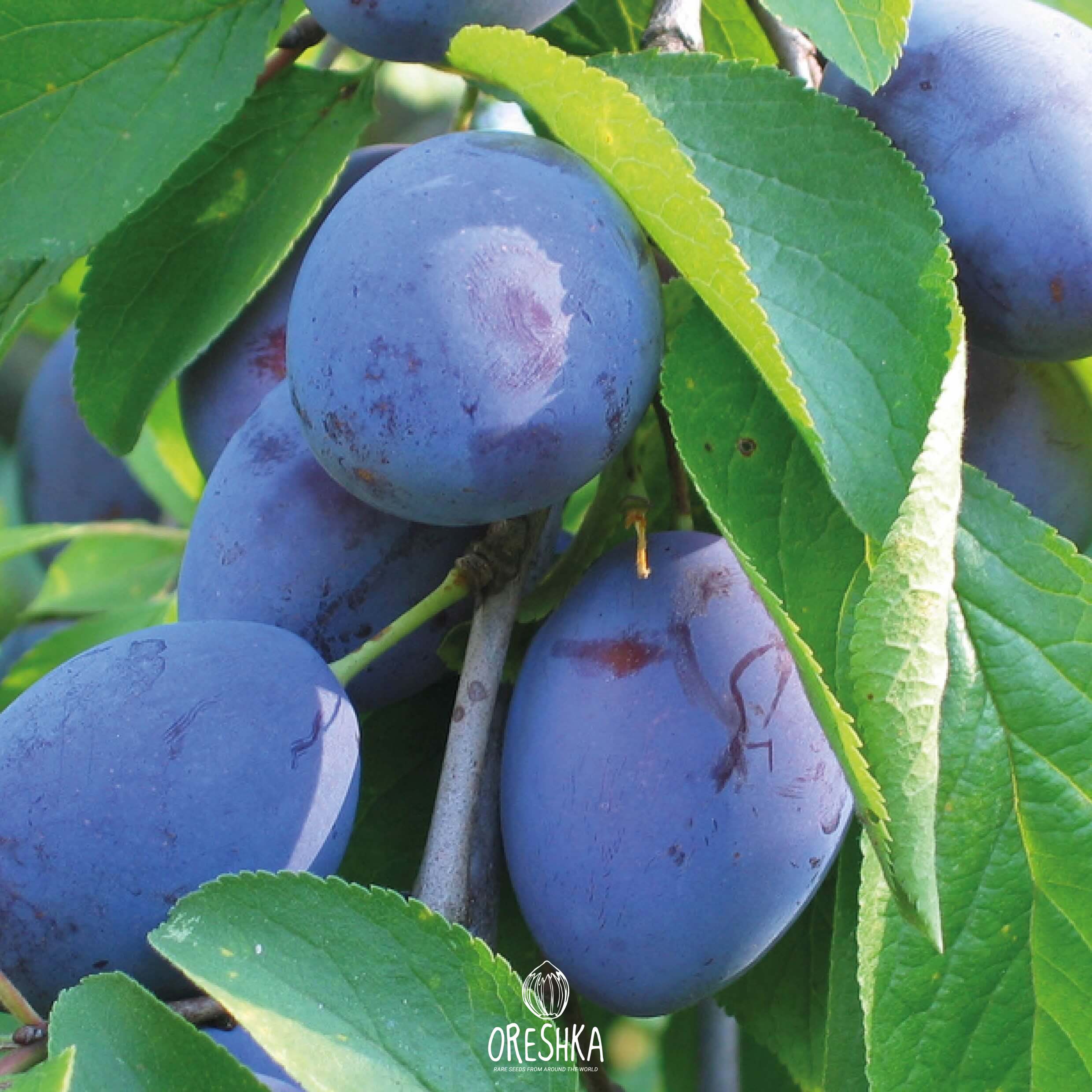 Seeds of Plum blue home (Prunus domestica) — 5 pcs