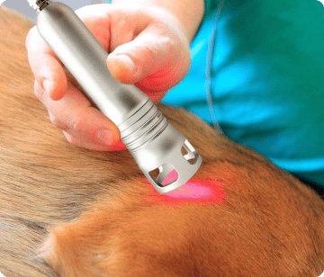 Ветеринарная клиника, ветклиника, реабилитационный центр для животных