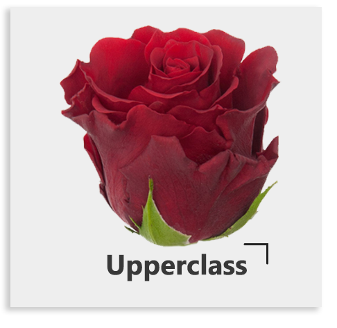 Красная роза Upperclass