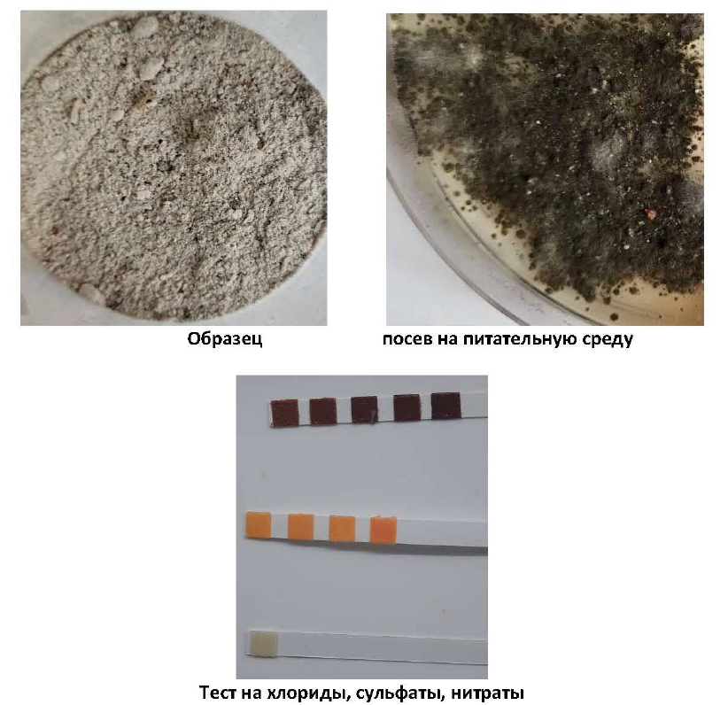 Микологические исследования строительных конструкций