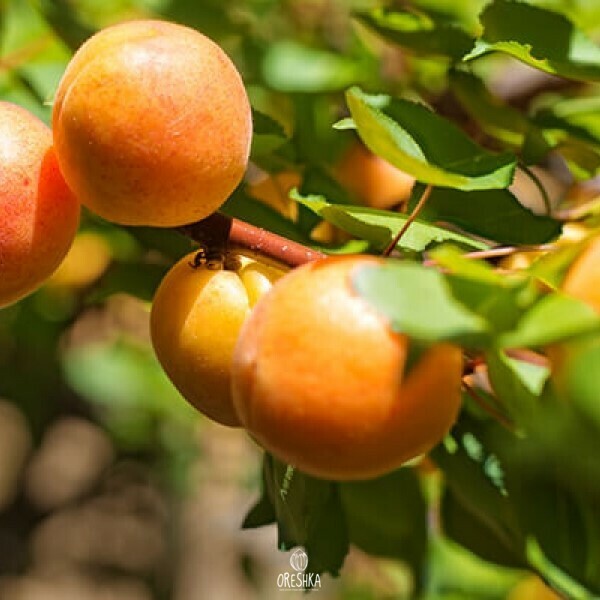 Seeds of Turkish honey apricot (Prúnus armeníaca) — 5 pcs