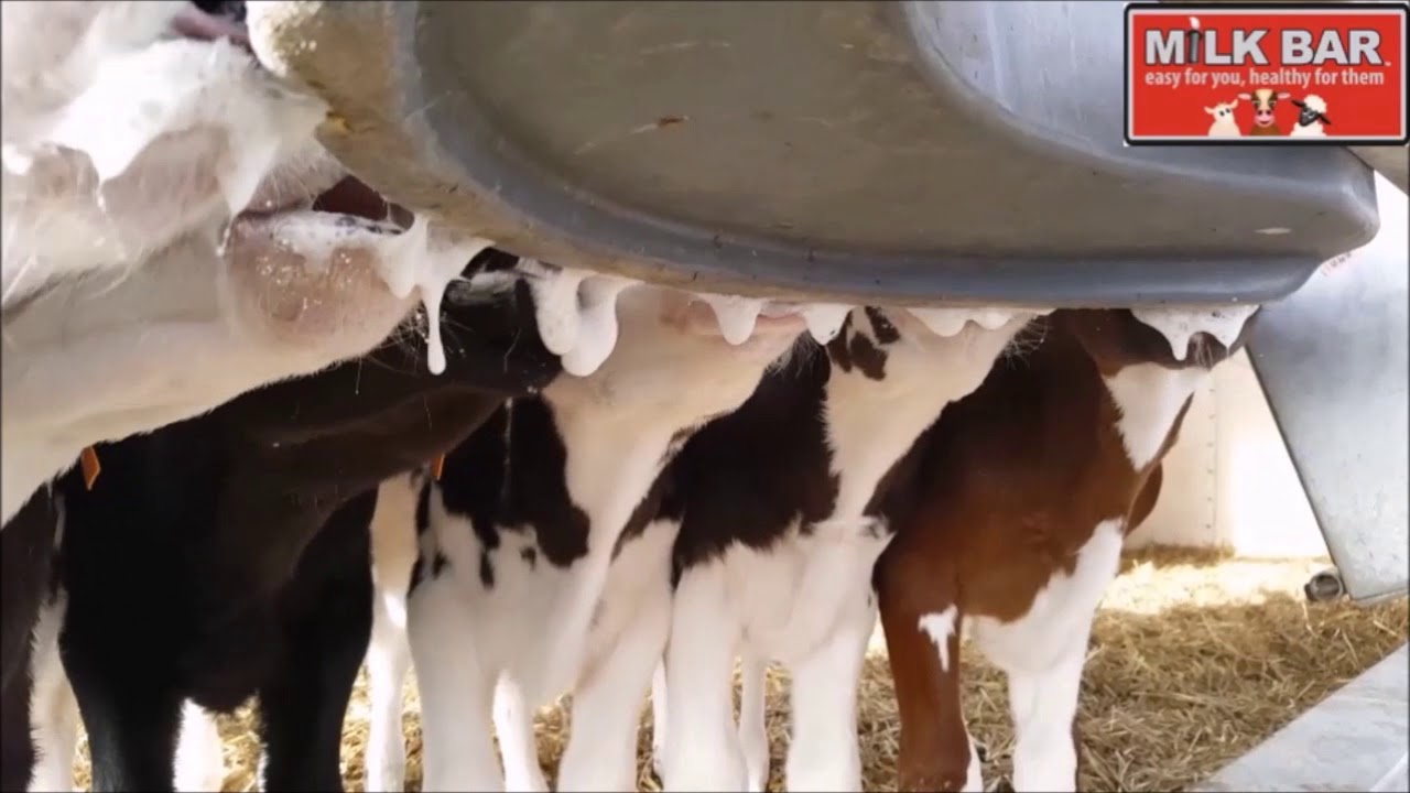 Молодой Соска Молоко Секс