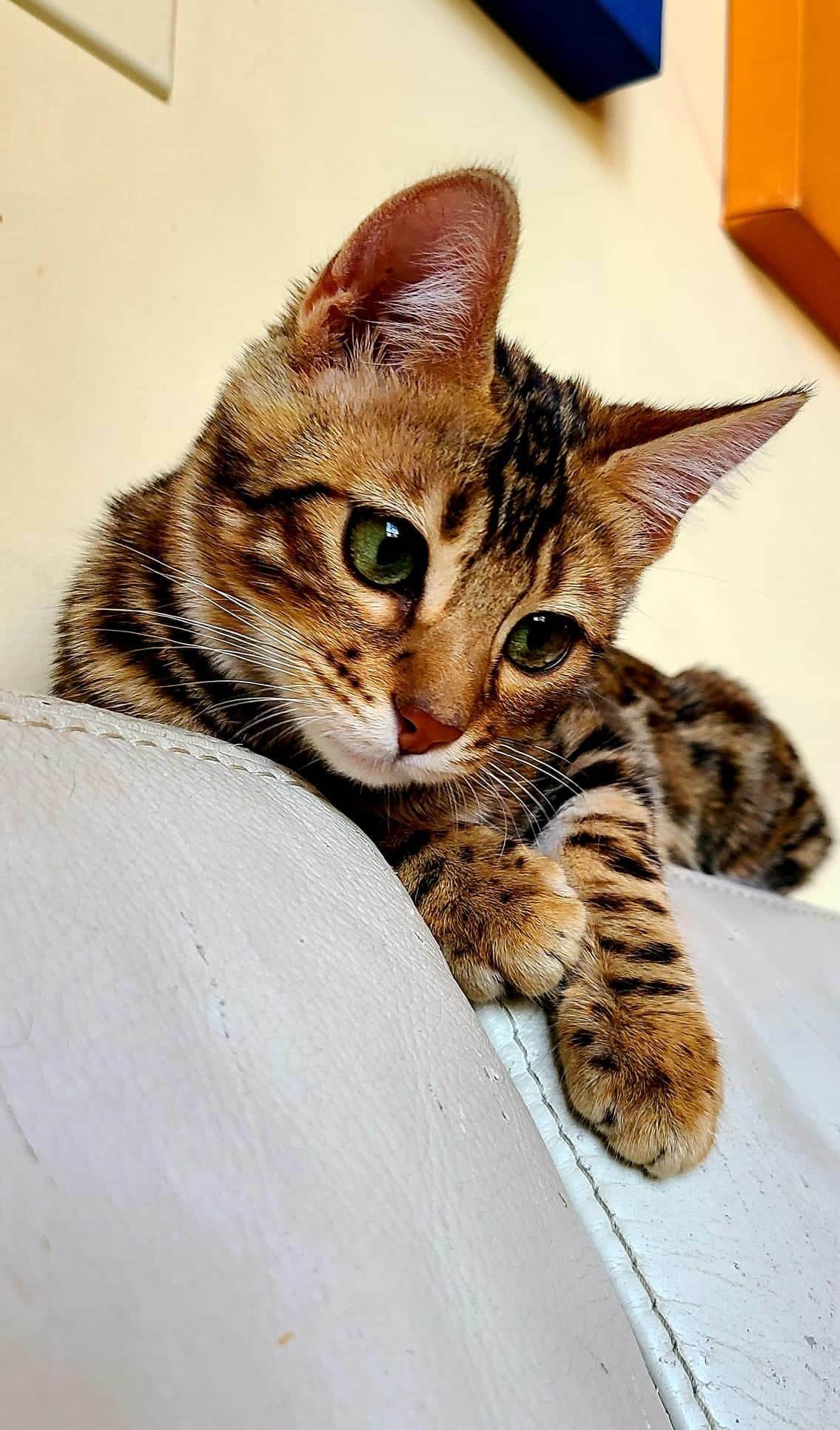 Bimini bengal & abyssinian cats best sale kittens cattery