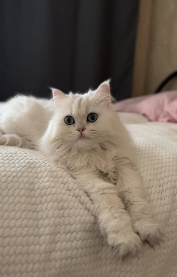 Кошка Хлоя