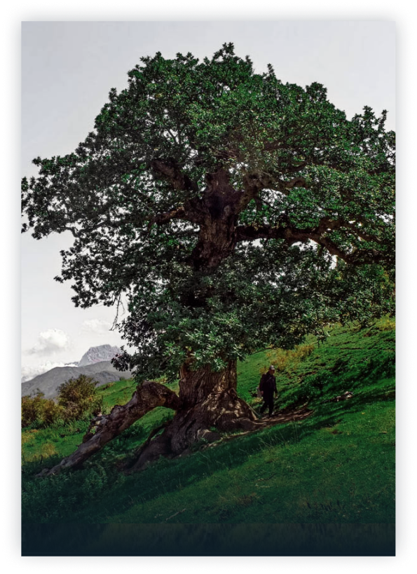 Миджахский дуб в Дагестане