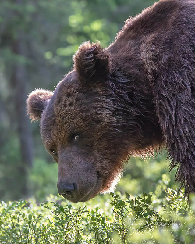 Животные карелии фото