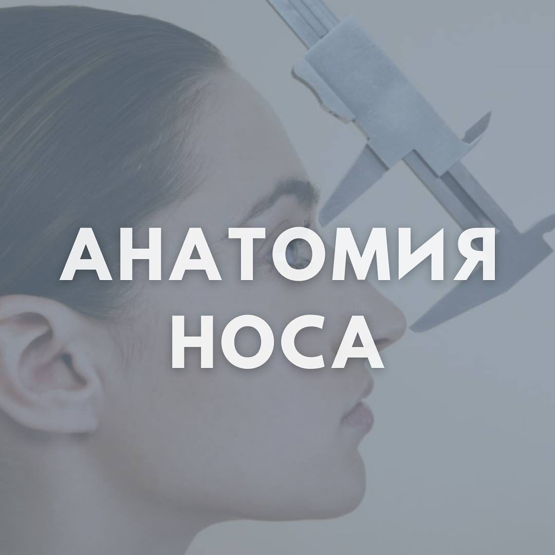 Анатомия полости носа