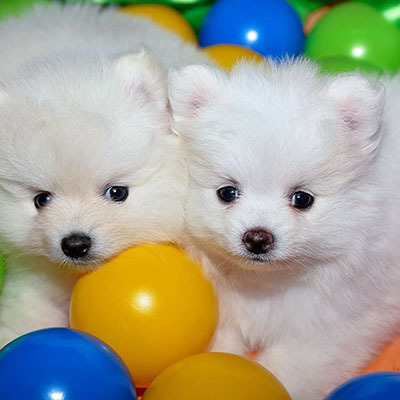Щенки белого шпица в разноцветных мячиках