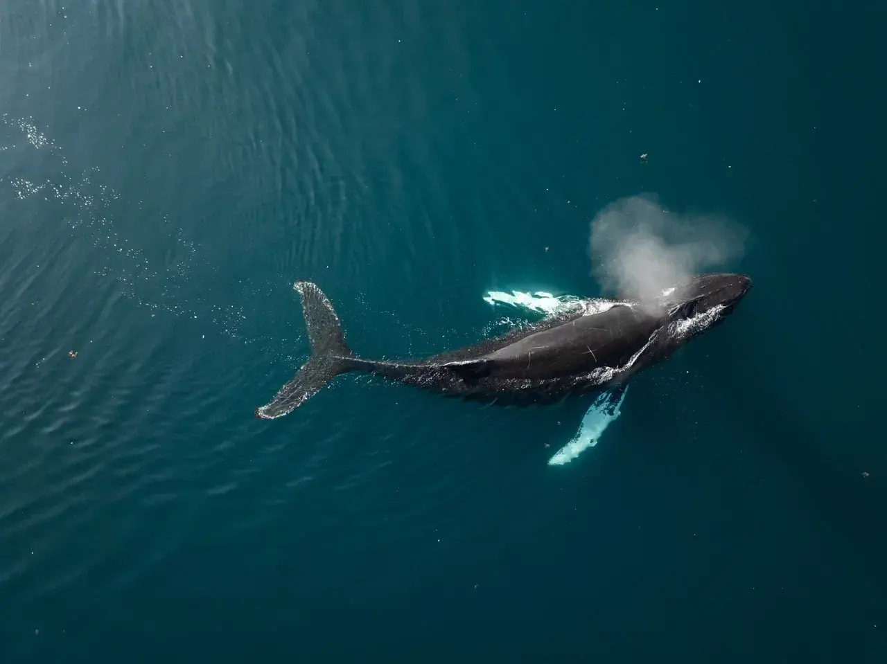 A humpback whale surfacing in the pristine waters of East Greenland during a small-group sailing expedition. Whale watching in Greenland is one of the region's top wildlife experiences, offering unforgettable encounters with humpback whales, Arctic marine life and the spectacular fjords of East Greenland