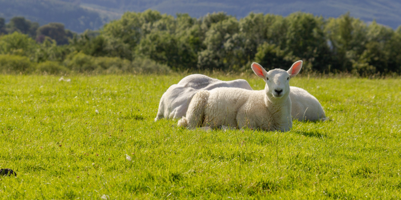 Слово sheep в английском языке