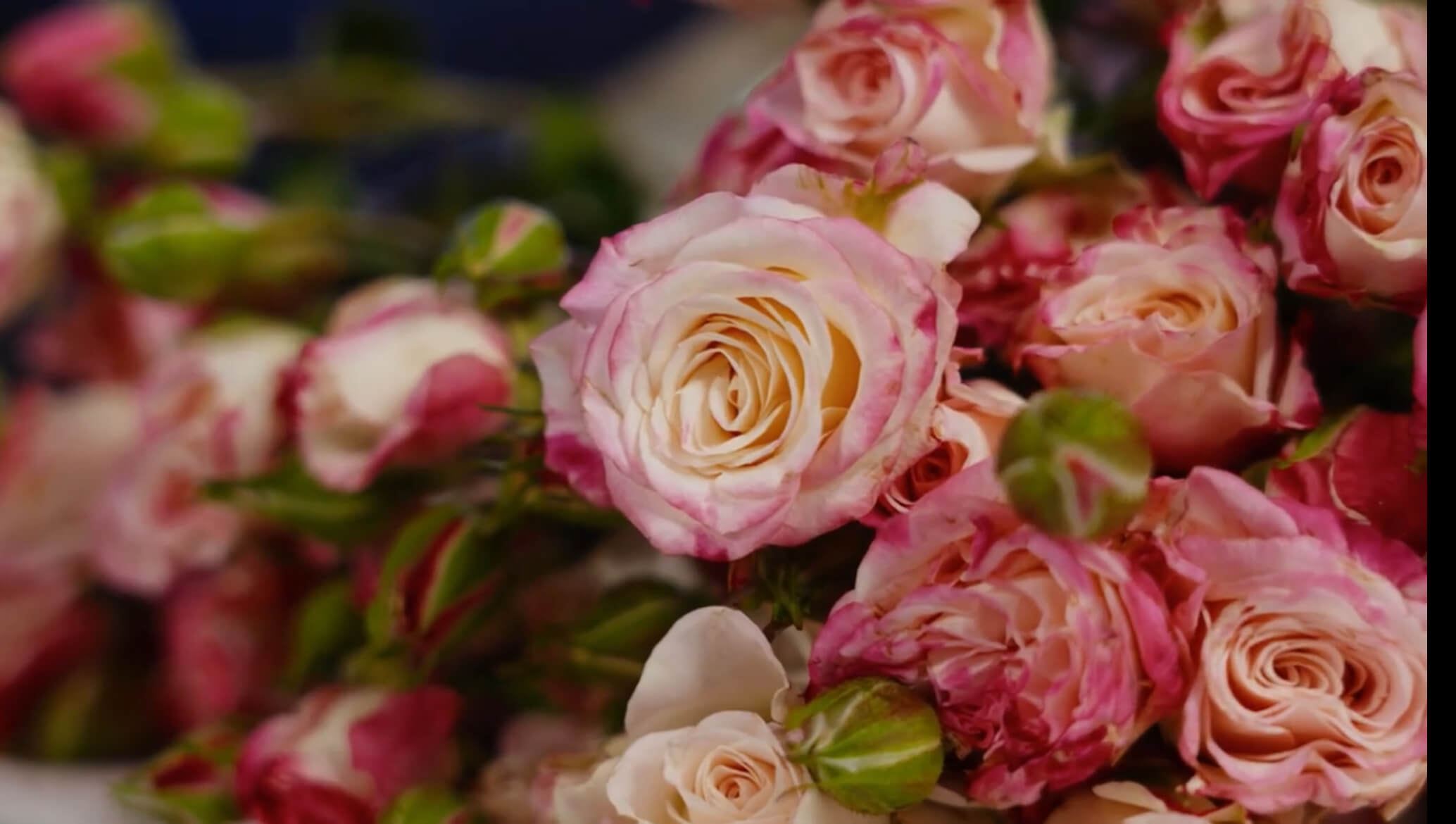 Розовая роза