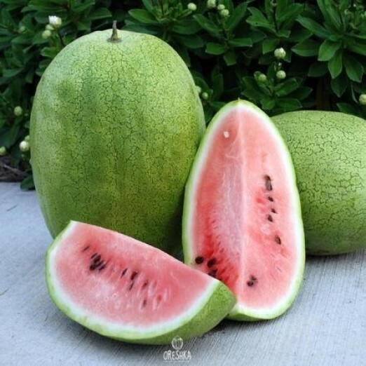 Seeds of Watermelon Gray Bell (Citrullus lanatus) — 10 pcs