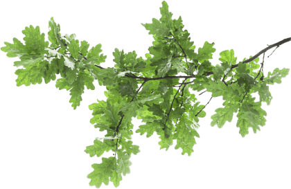 Ветка дуба с листьями