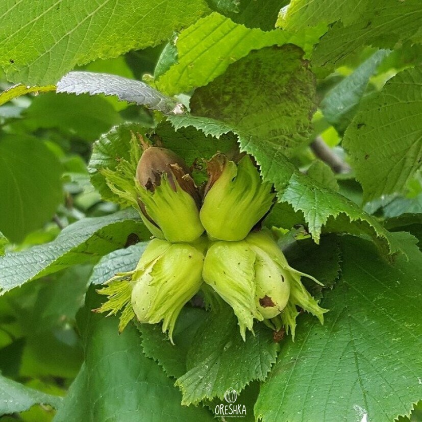 Hazelnut Ladyfingers wrapper husk 1.5x longer tubular light green Georgian