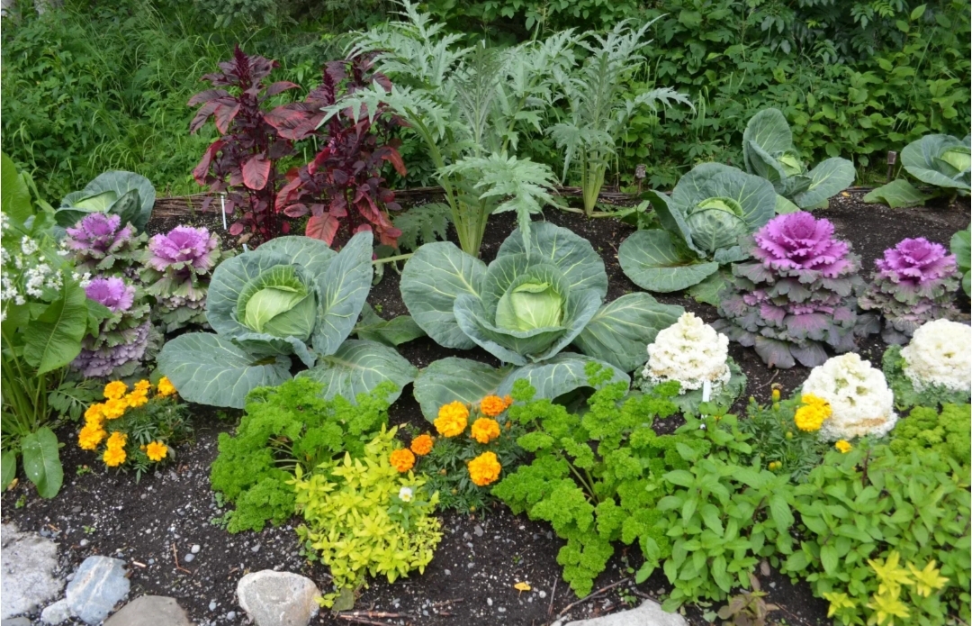 Растения компаньоны на грядках