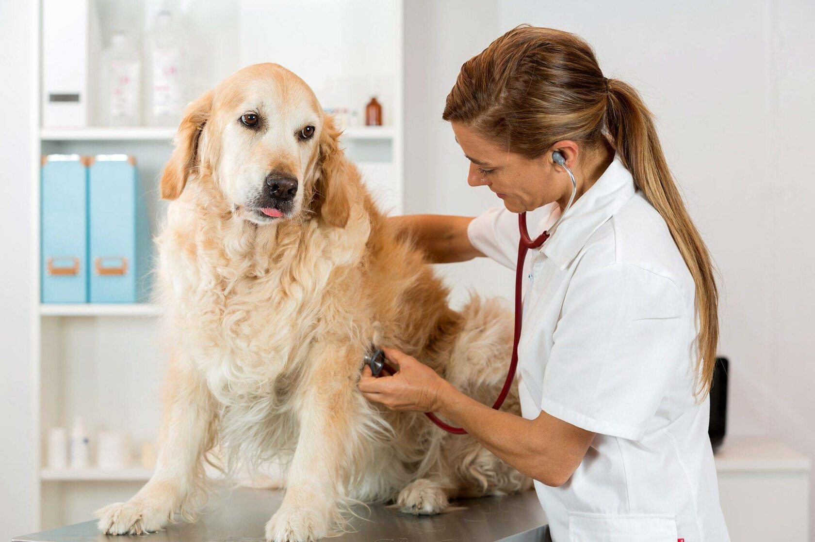 рентген собаке, сделать рентген собаке, рентген собаке цена, рентген лапы собаки, где сделать рентген собаке, сколько стоит рентген собаки, рентген легких у собаки, где можно сделать рентген собаке, рентген снимки собаки, как делают рентген собаке, рентге