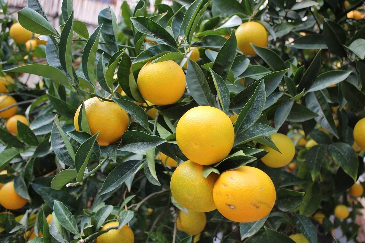 Апельсины в декабре на Сицилии