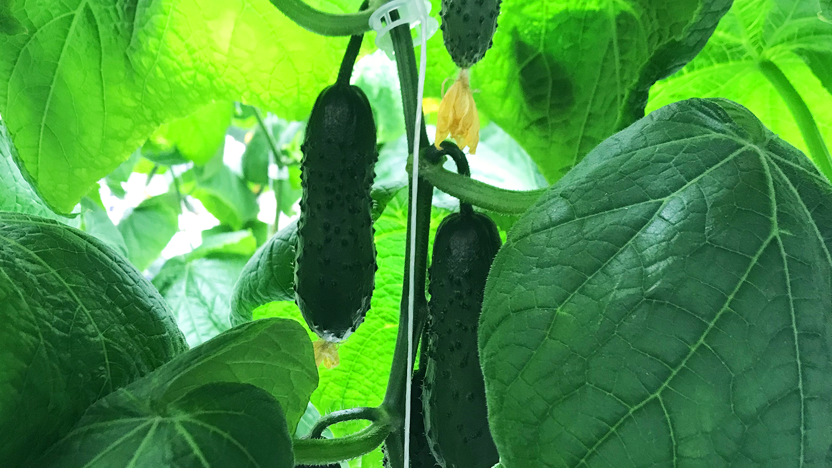 Hydroponic System to Grow Cucumbers with iFarm Technology