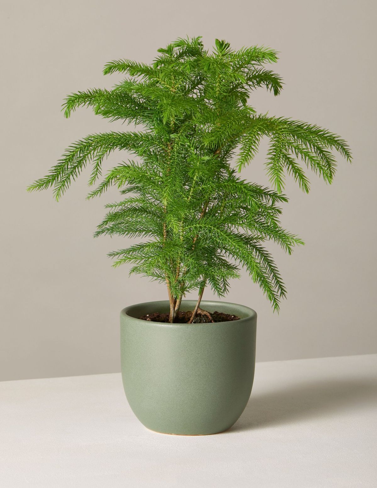Potted plant on wooden shelf