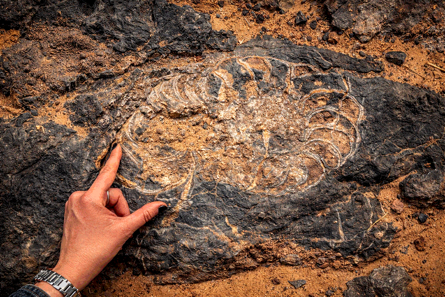 Horizontal photo of an ammonite fossil in dark rock, with a hand pointing to it; warm tones and enhanced texture.