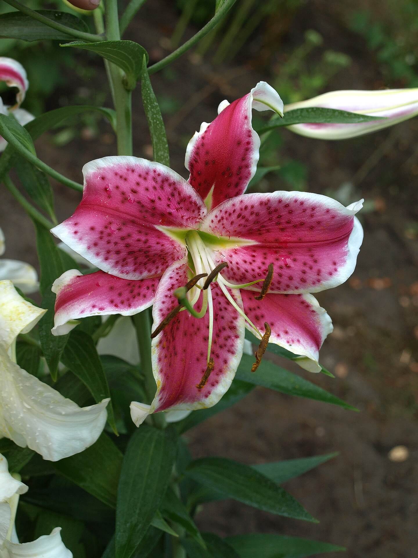 Лилия цветок садовый фото и названия и описание