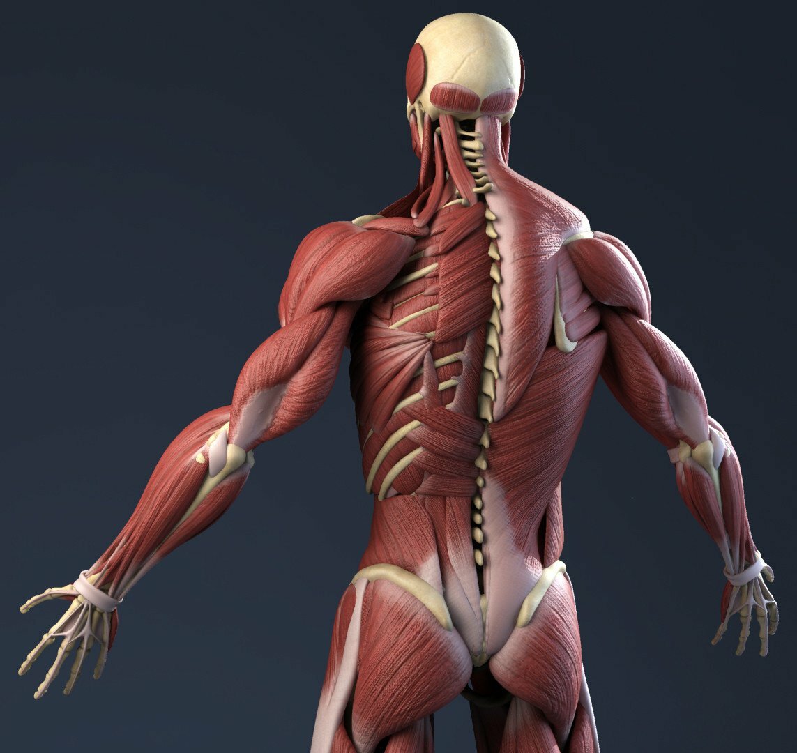 Мышцы картинка. Мышцы человека. Анатомия мышц. Мышечный скелет. Скелет с мышцами.