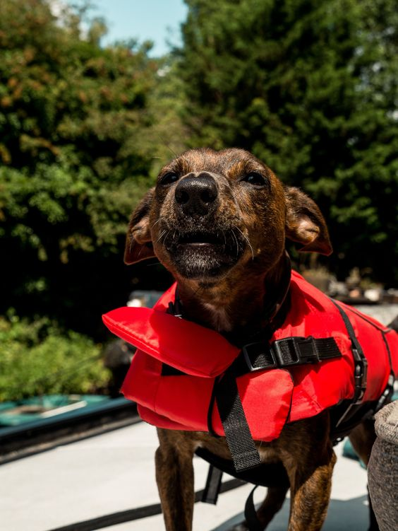 Спасательный жилет для собаки