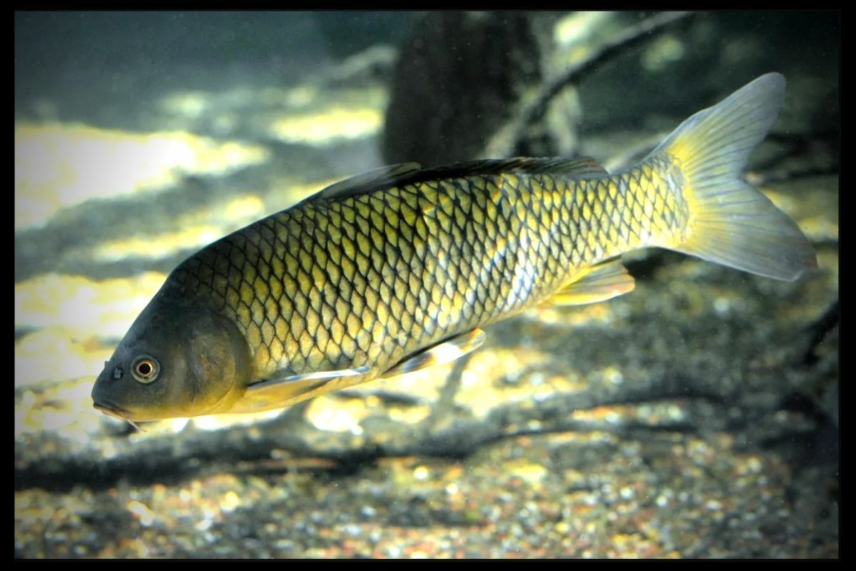 Сазан (Cyprinus Carpio)