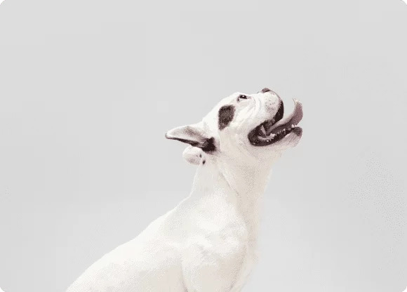 Ветеринарная клиника, ветклиника