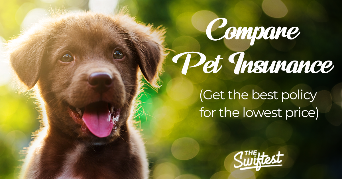 find pet insurance