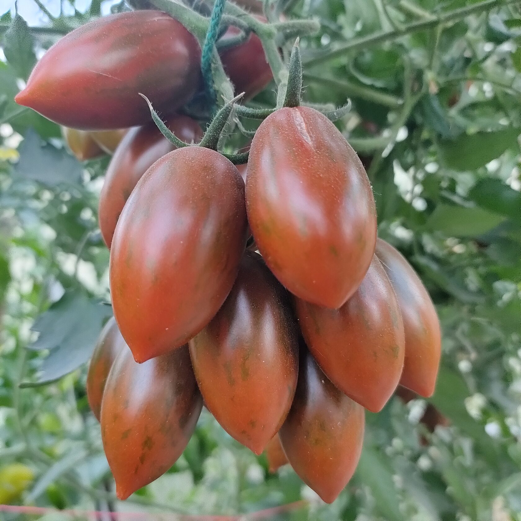 Гранатовая капля Малиновая капля